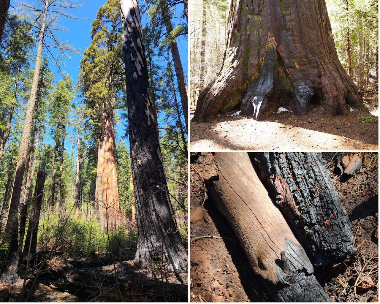 Visitors may see the effects of a successful prescribed burn in the South Grove Trail at Calaveras Big Trees State Park when the trail reopens on May 1, 2025. Photos from California State Parks.